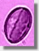 Castanea sativa