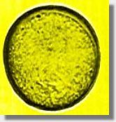 Polline di Graminacea