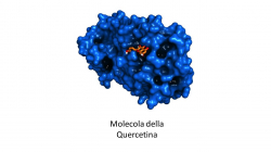 Molecola della Quercetina