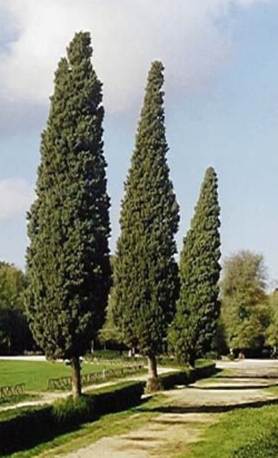 Cipressi a Roma
