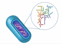 COME SI STUDIA IL MICROBIOTA