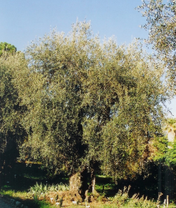 ALLERGIA ALL'OLIVO