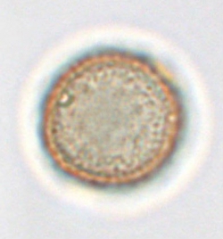 Polline di Parietaria